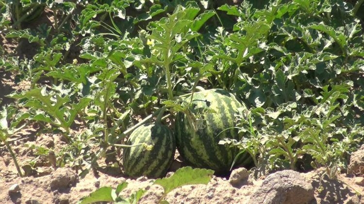 Azərbaycan bostan bitkilərinin ixracını artırır