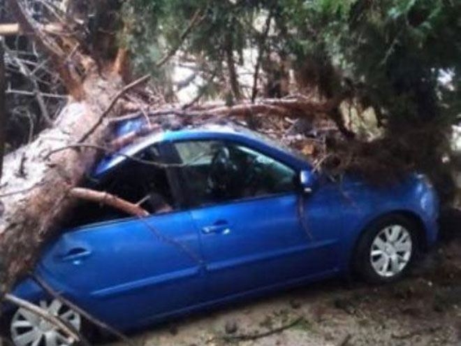 BŞİH ağacın avtomobilin üzərinə aşması ilə bağlı məlumat yayıb (FOTO)