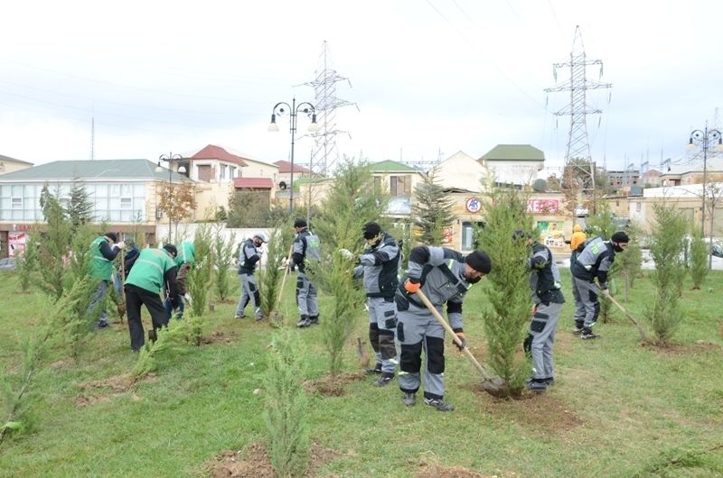 Paytaxtda mövsümi ağacəkmələr aparılır (FOTO)