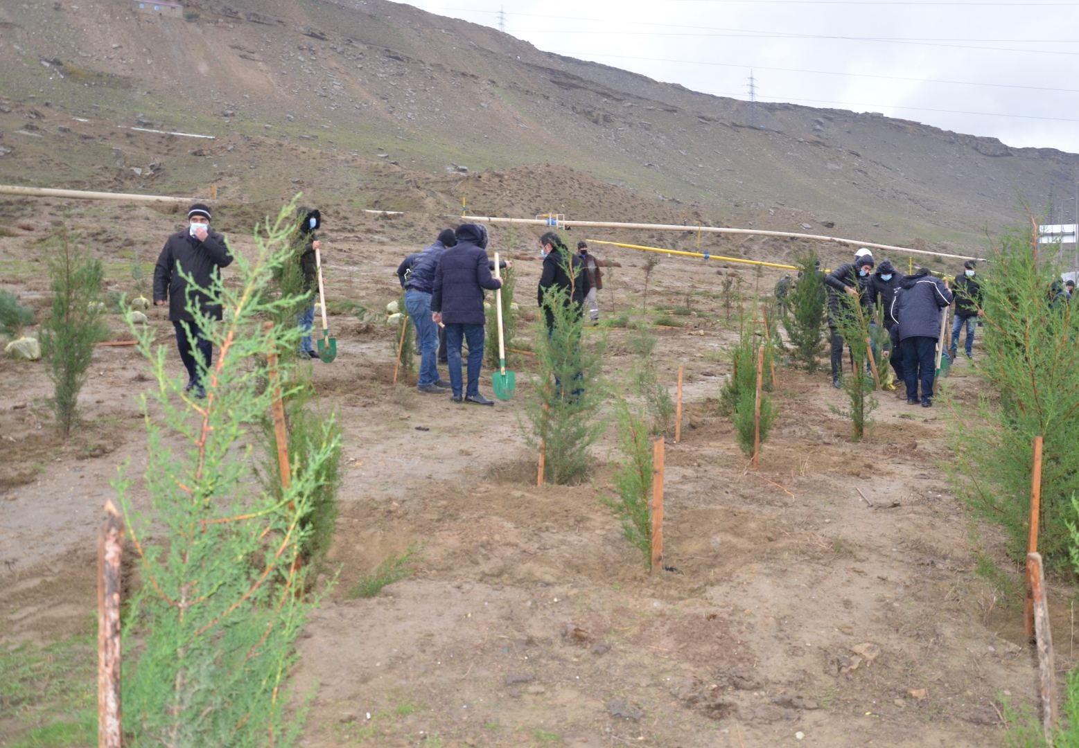 Qaradağ rayonu ərazisində karantin rejiminin tələblərinə əməl olunmaqla ağacəkmə aksiyası keçirilib (FOTO)