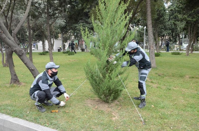 Paytaxtda mövsümü ağacəkmələr aparılır (FOTO)