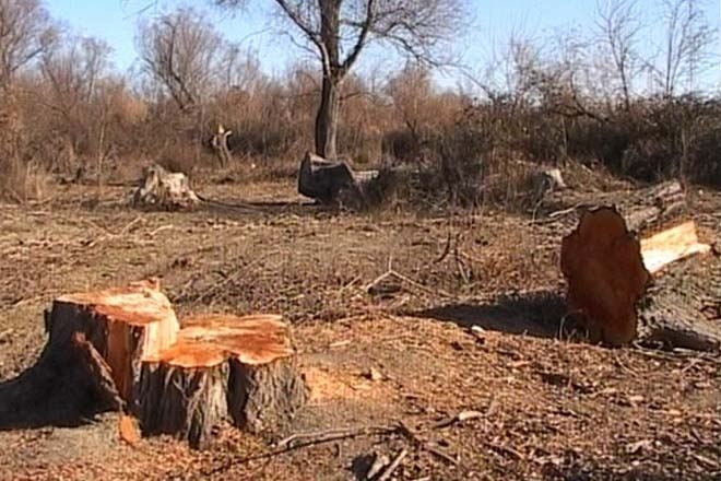 Qəbələdə ağacların qanunsuz kəsilməsi ilə bağlı cinayət işi açılıb