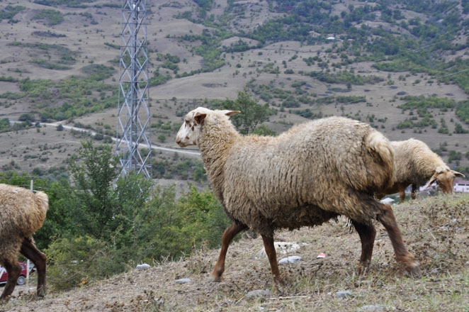 İmişlidə qoyun oğrusu saxlanılıb