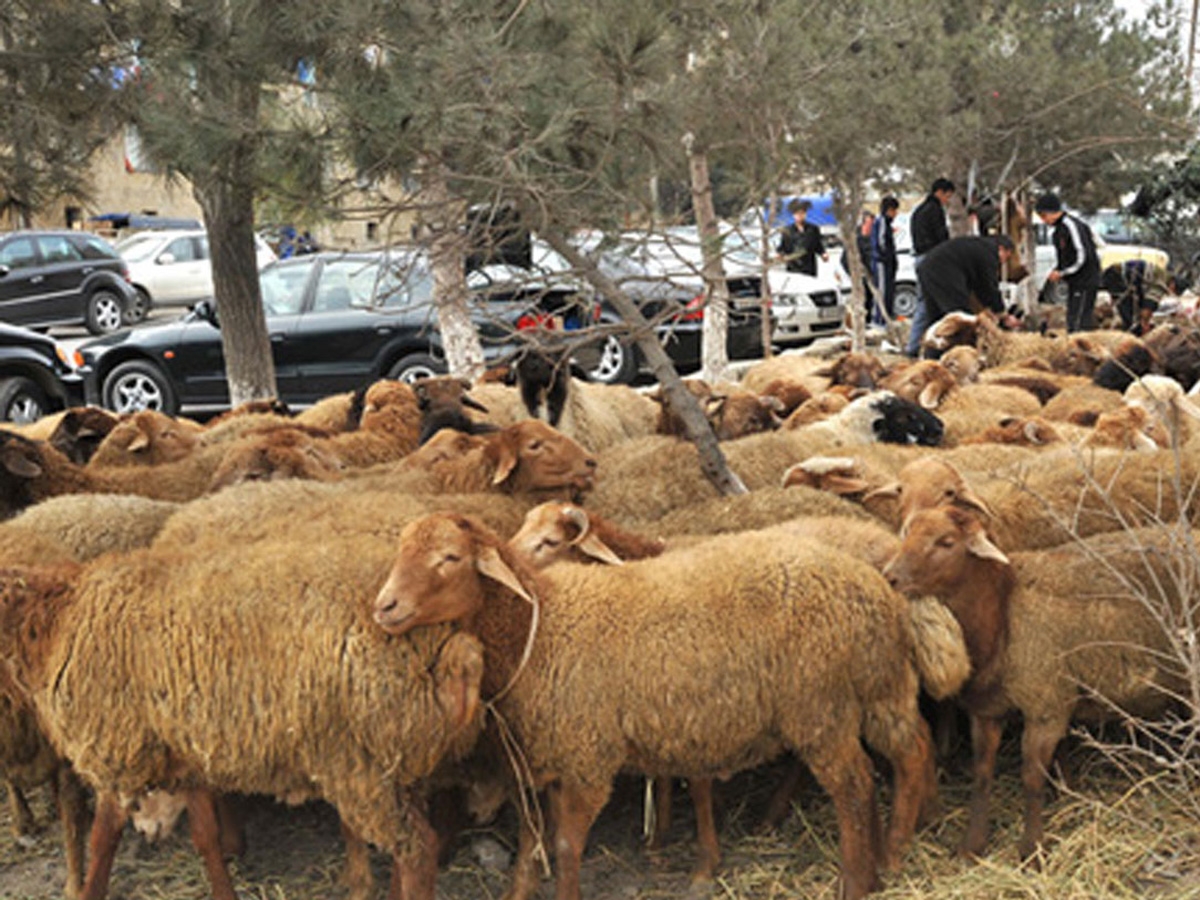 Qurban bayramında heyvan kəsimi məntəqələri lazımi avadanlıqlarla təmin ediləcək (VİDEO)