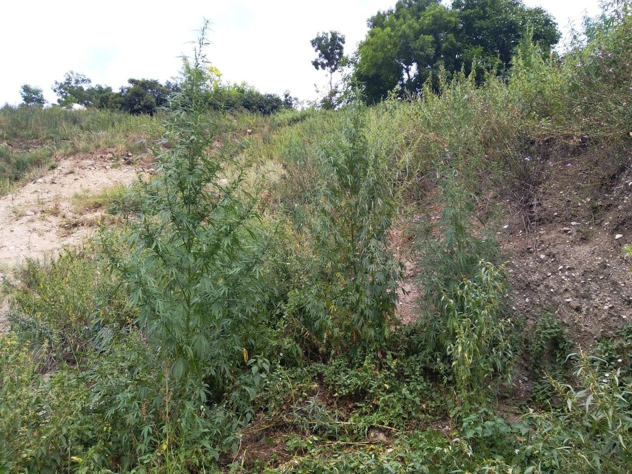 Qusarda bir tona yaxın narkotik tərkibli bitki məhv edildi (FOTO)