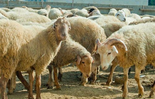 AQTA və QMİ-dən Qurban bayramı ilə bağlı mühüm tövsiyələr