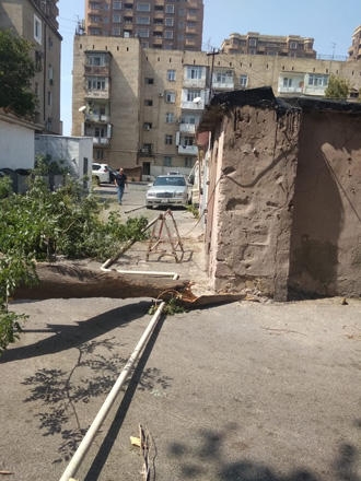 Paytaxtda qaz xəttinin üzərinə ağac aşıb - 2 bina qazsız qalıb