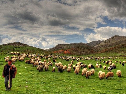 Zaqatalada işlədiyi fermadan oğurluq edən çoban saxlanılıb