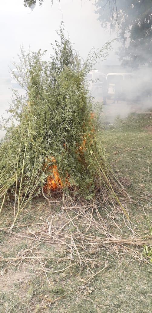 Ağstafada 3 tondan artıq narkotik tərkibli bitki məhv edilib (FOTO)