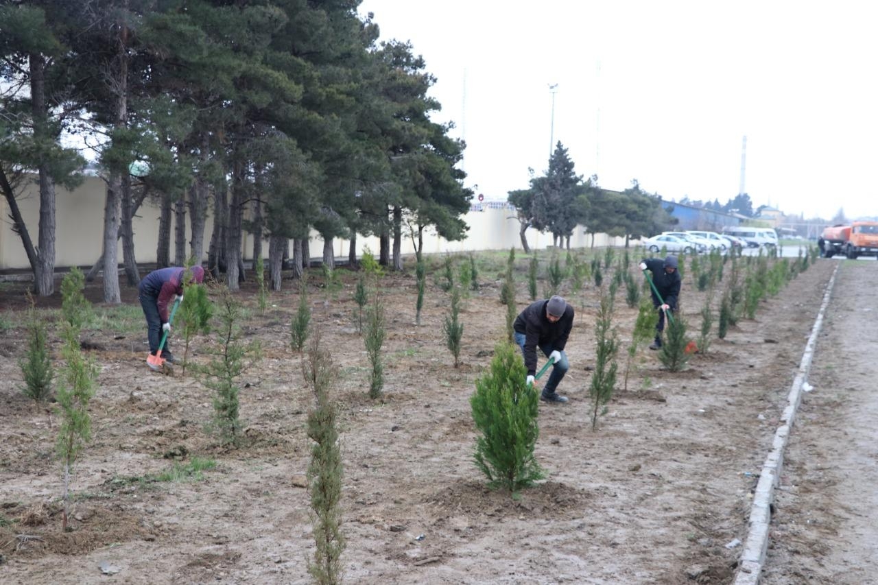 Yaz ağacəkmə kampaniyası çərçivəsində 863 mindən çox  
ağac əkilib (FOTO)