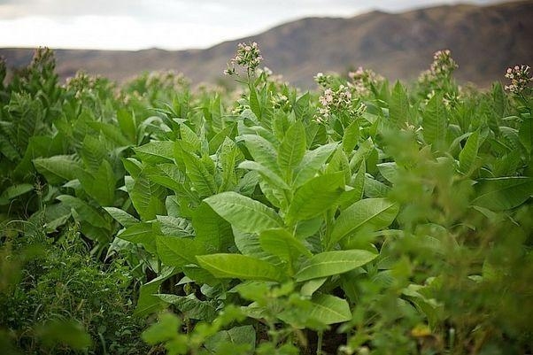 Azərbaycanda tütün istehsalı 2 il ərzində 12 min tona çatdırıla bilər