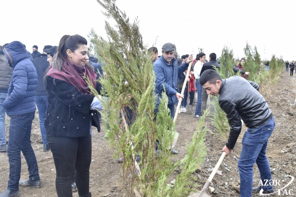 Ağcabədidə ağacəkmə aksiyası keçirilir (FOTO)