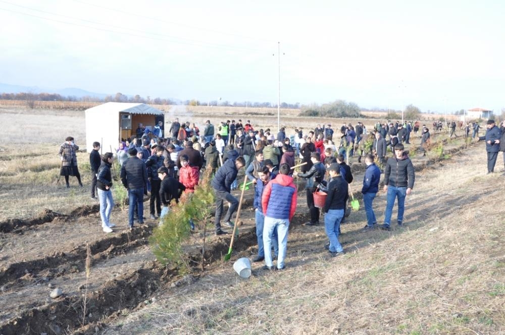 Bir gündə 650 min ağac əkək: Tovuzlular xeyirxah təşəbbüsə həvəslə qoşulublar (FOTO)