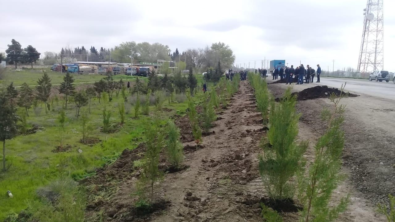 650 min ağacın əkilməsi təşəbbüsü Yardımlının daha da gözəlləşməsinə səbəb olacaq - İcra başçısının müavini