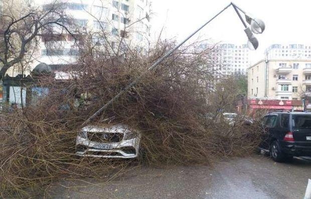 Bakıda iri ağac aşdı - 2 avtomobilə ziyan dəydi