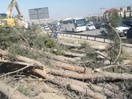 Bakı-Sumqayıt yolunun genişləndirilməsi layihəsində ağacların saxlanılması mümkün deyil - Mirsalam Qəmbərov