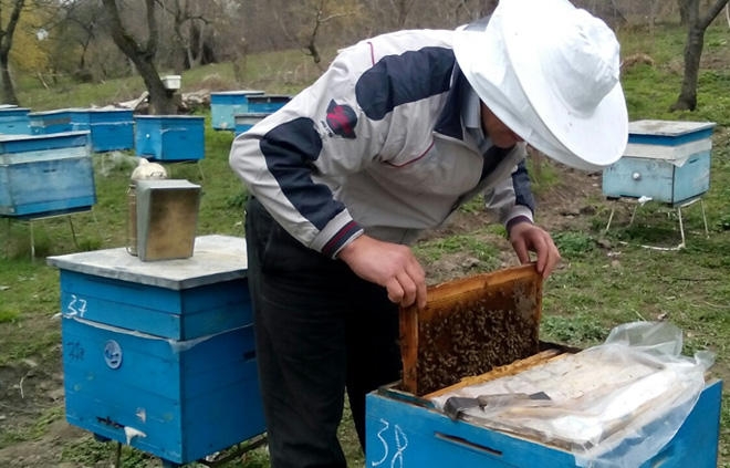 Arıçılara 1 milyon manata yaxın subsidiya ödəniləcək