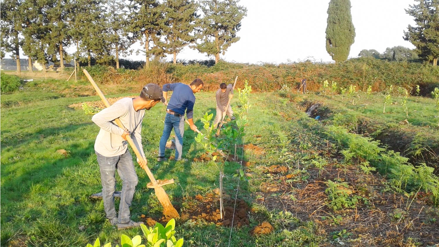 Lənkəranda 150 hektar sahədə limon ağacları əkilib (FOTO)