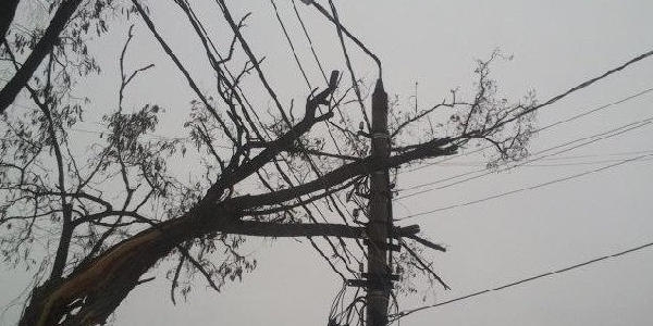 Güclü külək cənub və şimal rayonlarında fəsadlar törətdi - Elektrik verilişi dayandırıldı