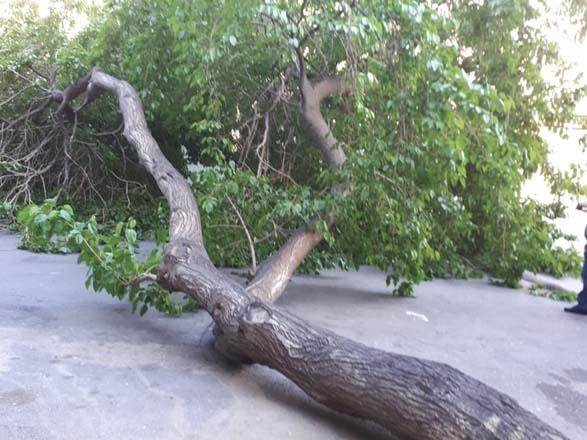 Bakıda güclü külək 5 ağacı aşırdı (FOTO)