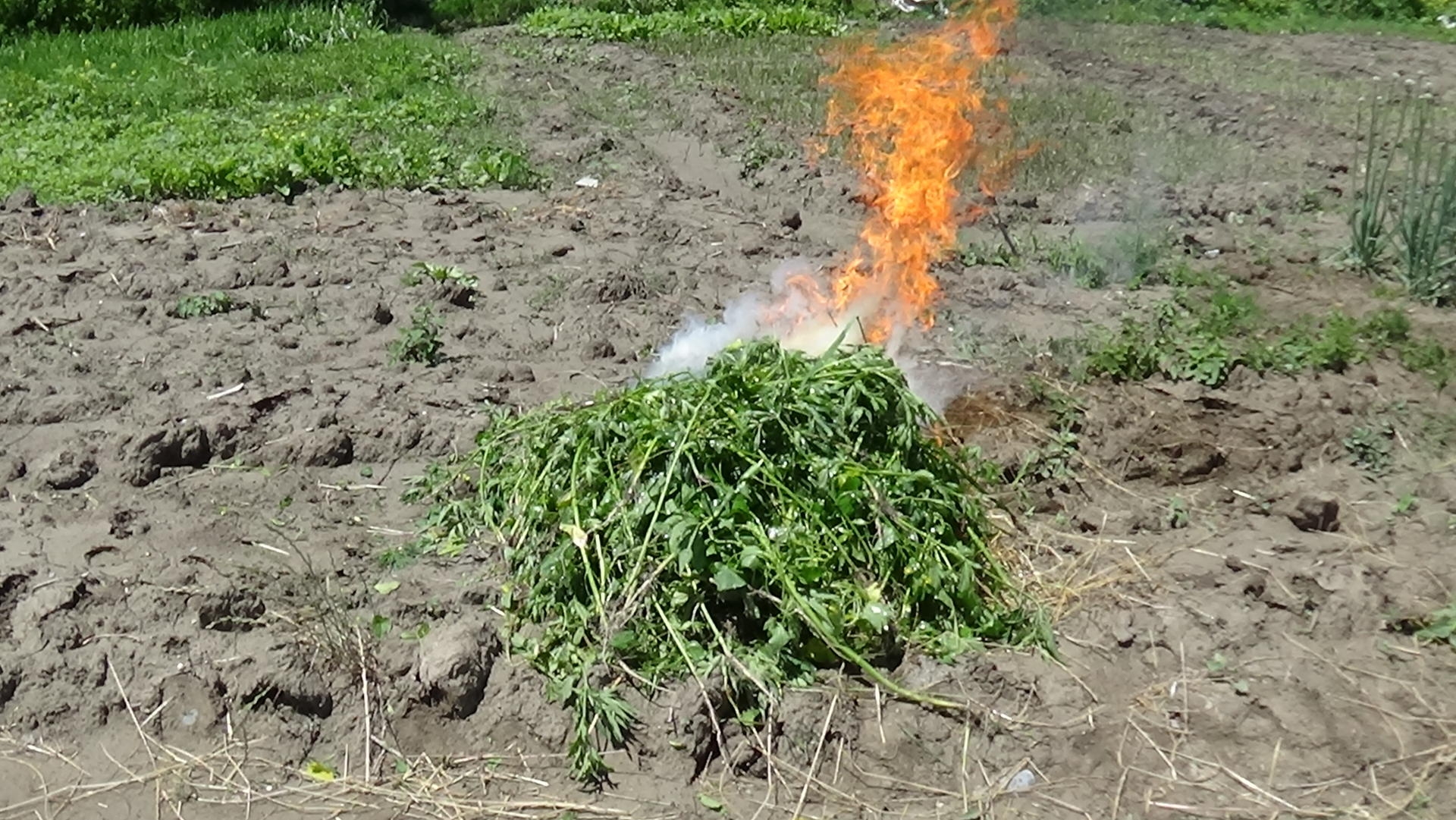 Şəkidə “Xaş-xaş 2019” əməliyyatı - 200 ədəd çətənə kolu məhv edilib (FOTO)