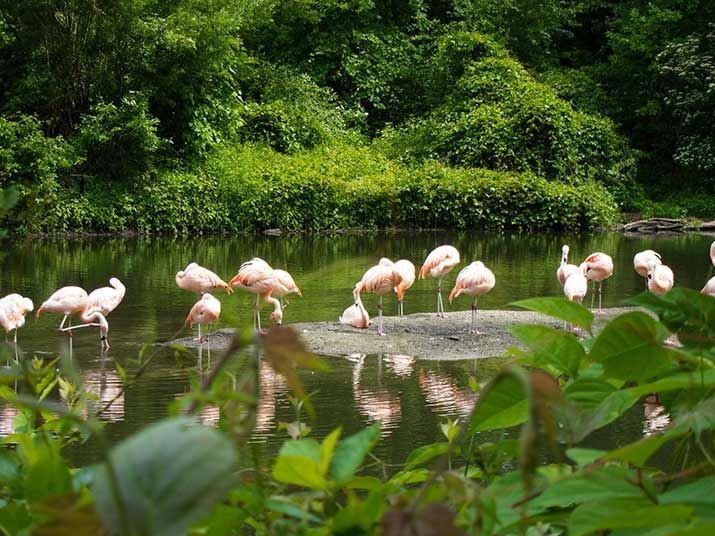 Nyu York zooparkında heyvanlar koronavirusa yoluxub