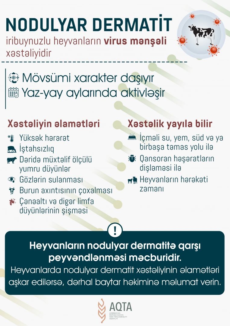 AQTA maarifləndirir: Nodulyar dermatit xəstəliyi ilə mübarizə necə aparılmalıdır?