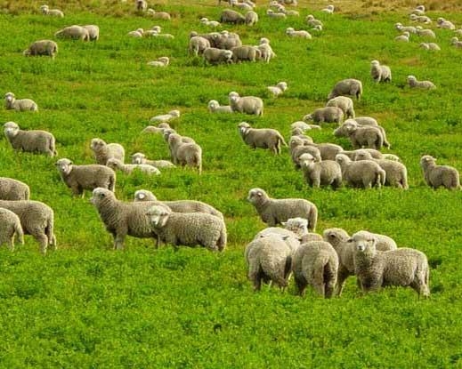 Canlı heyvanların ölkəyə gətirilməsi ilə bağlı qərara dəyişiklik edildi