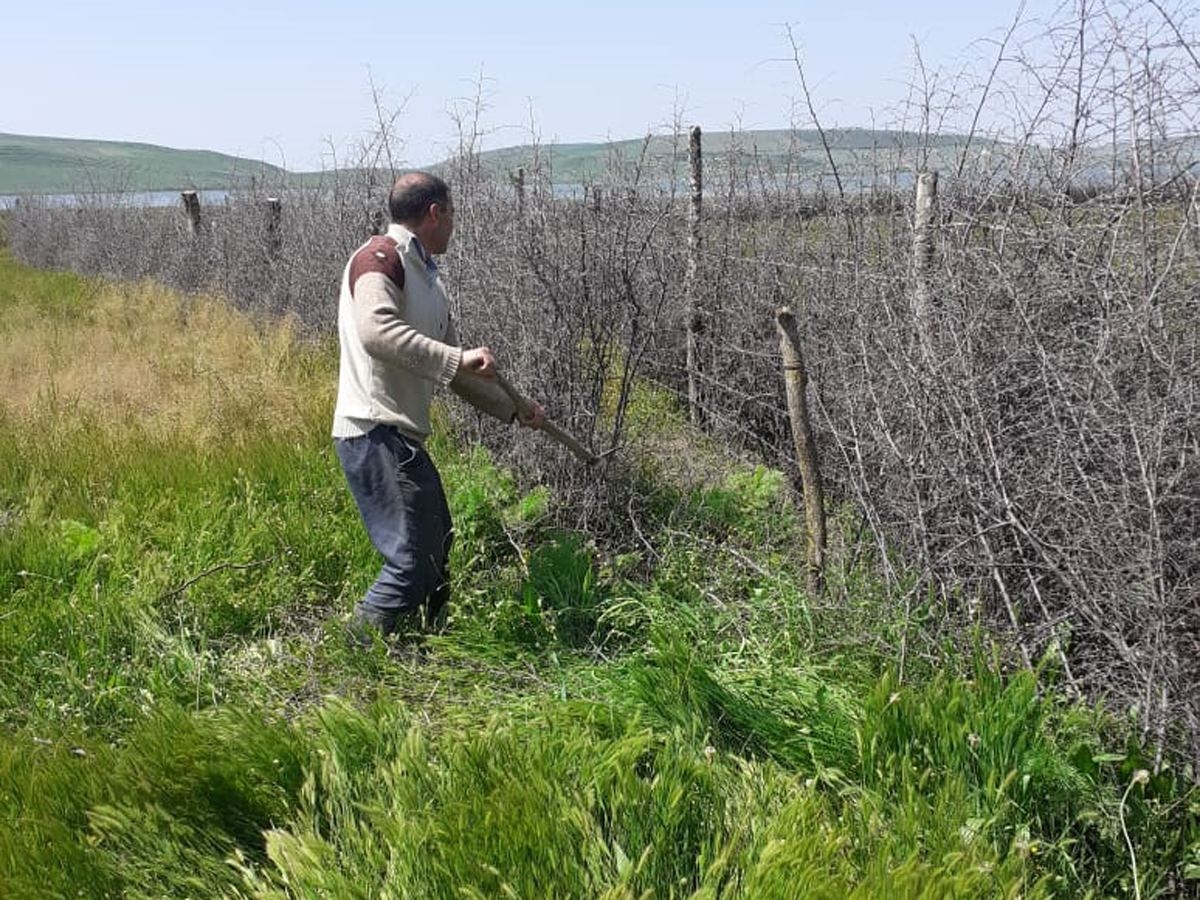 İsmayıllıda qanunsuz zəbt olunmuş örüşlər yenidən əhalinin ümumi istifadəsinə verilir (FOTO)