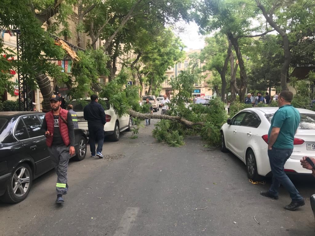 Bakıda güclü külək ağacı qıraraq avtomobillərin üzərinə salıb