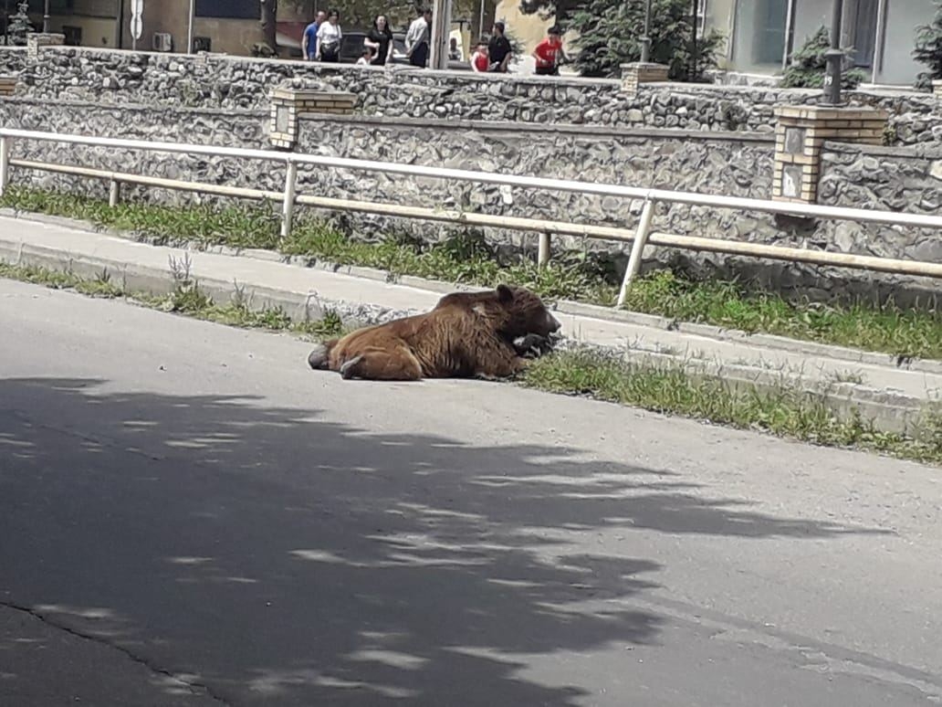 Bakıdan ayıya görə ezam olunan mütəxəssis heyəti Şəkidədir