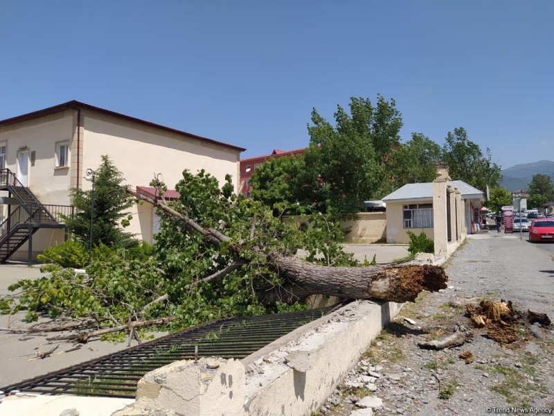 Şəkidə güclü külək ağacı və məktəbin hasarını aşırdı (FOTO)