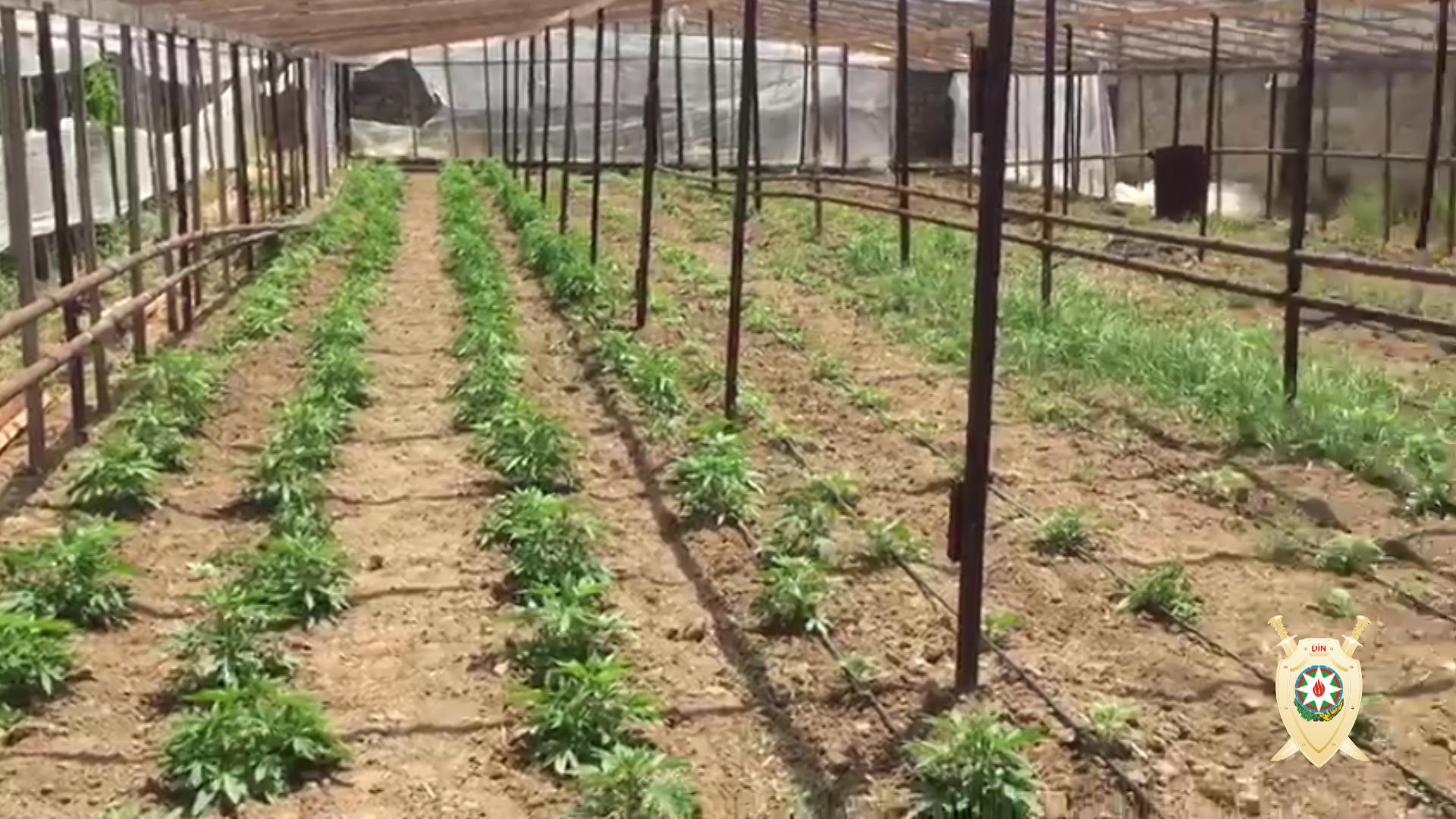 Maştağada 1 tondan artıq çətənə kollarının əkildiyi narkoplantasiya aşkar edilib (FOTO)