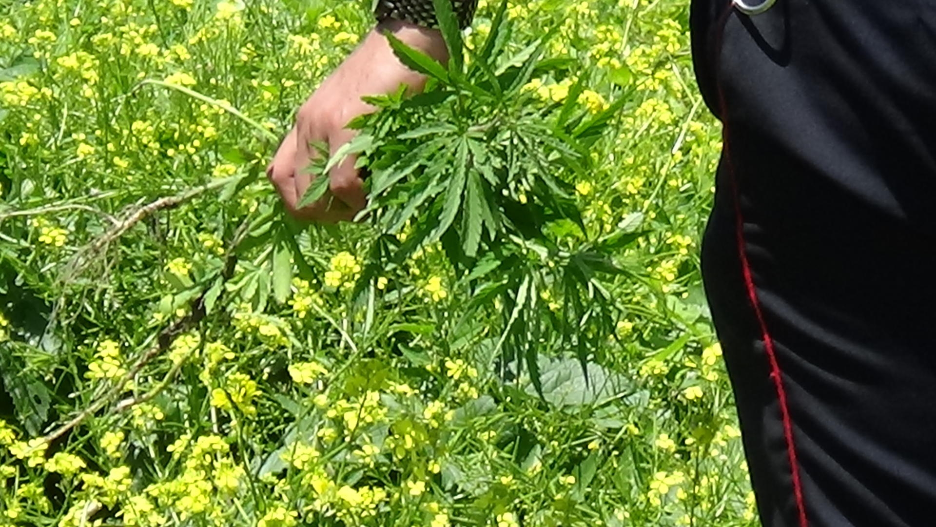 Masazır sakininin həyətindən çətənə kolları götürülüb