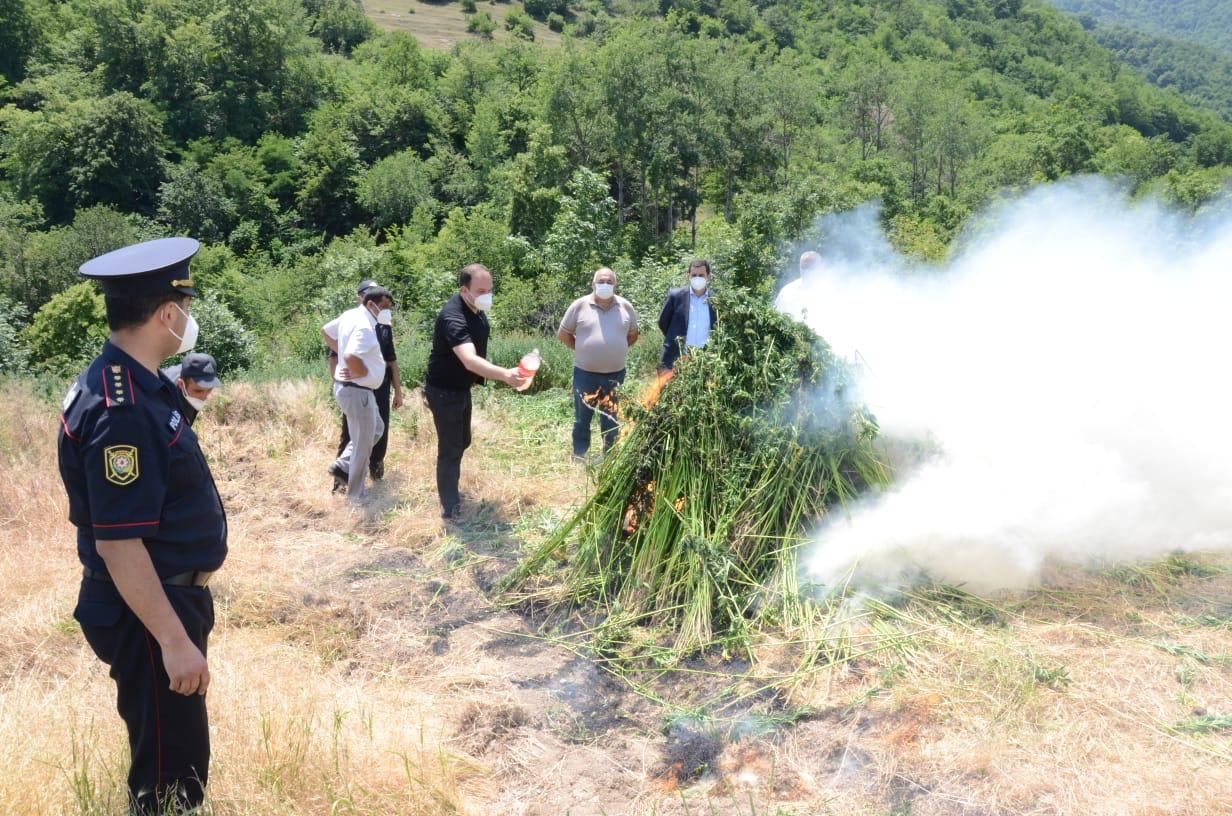 Daşkəsəndə 2 tondan çox narkotik məhv edilib (FOTO)