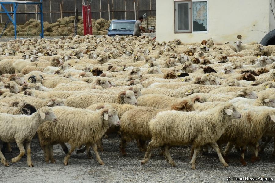 İsmayıllıda qanunsuz fəaliyyət göstərən heyvan kəsimi məntəqələri aşkarlanıb