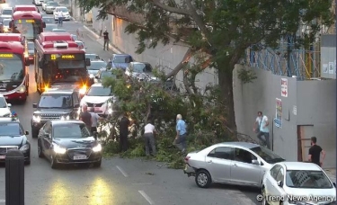 Bakıda külək ağacı yola aşırıb