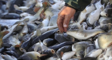 Hindistanda balıqçılar 800 kiloqramlıq balıq tutub