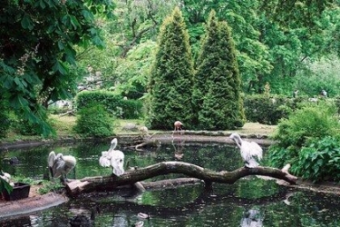 Rusiya zooparkında quşların kütləvi ölümü qeydə alınıb