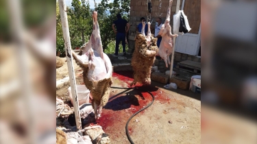 Bakıda həyətində qanunsuz ət kəsimi ilə məşğul olan şəxs saxlanılıb (FOTO/VİDEO)