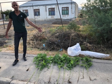 Həyətində narkotik becərən Xızı sakini saxlanıldı (FOTO)