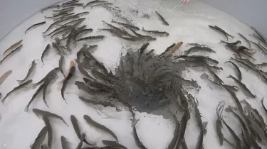 Göygöl və Maralgölə körpə forel balıqları buraxılıb (FOTO)