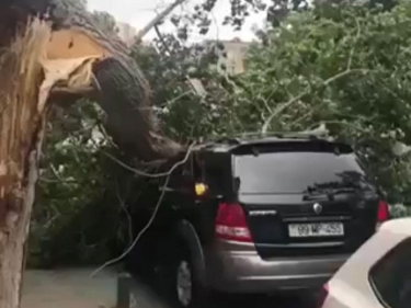 Bakıda güclü külək 15 ağacı aşırdı (FOTO/VİDEO)