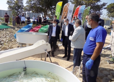 Kiçik Qızılağac körfəzinə balıq körpələri buraxılıb (FOTO/VİDEO)