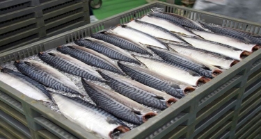 Azərbaycanın balıqçılıq sektorunda əhəmiyyətli irəliləyiş var -FAO