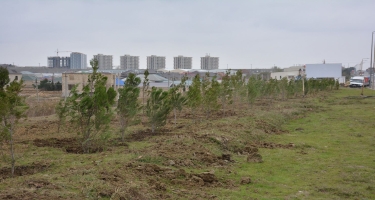 Meşə fondu torpaqlarının 362 hektarında  470 mindən çox meşəcinsli ağac əkilib