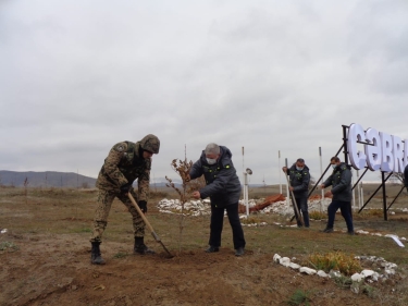 Cəbrayılda Şərq çinarları əkilib (FOTO)