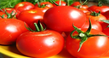 Rusiya Azərbaycanın daha 12 müəssisəsindən pomidor idxalına icazə verib