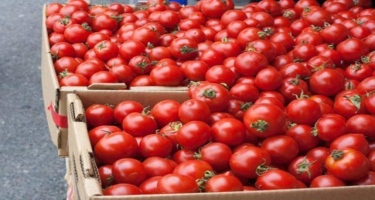Rusiya Azərbaycanın daha bir neçə müəssisəsindən pomidor idxalına icazə verə bilər