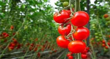 Pomidor istehsalı və ixracı ilə məşğul olan sahibkarlara tapşırıqlar verilib (FOTO)
